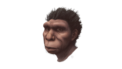 Humanity’s Ancestor Could Get a New Name: ‘Homo Bodoensis’