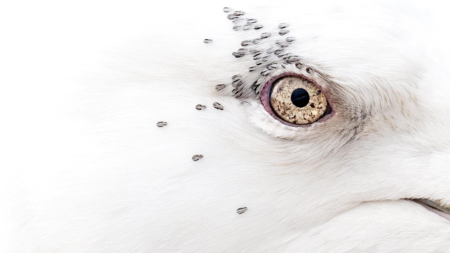 Lice surround the eye of a Kumlien's gull. (Photo: Rebecca Nason/British Ecological Society)