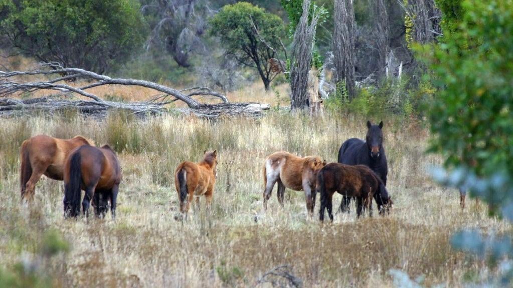 A herd of Australian wild horses, or brumbies, as they're known.  (Photo: Ian Sanderson, Fair Use)