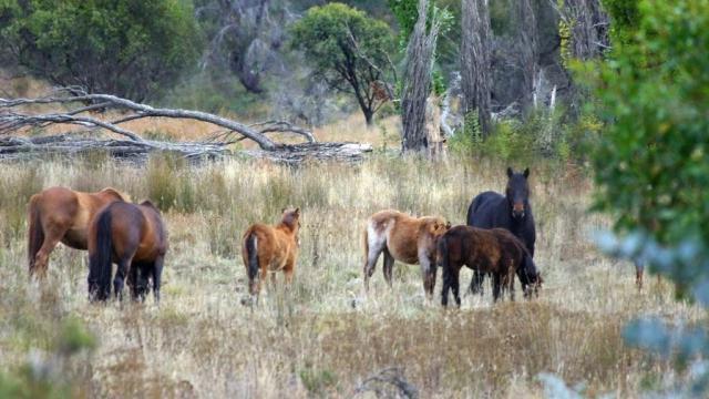 Australia Plans to Kill Thousands of Feral Horses — But Scientists Say It Isn’t Enough