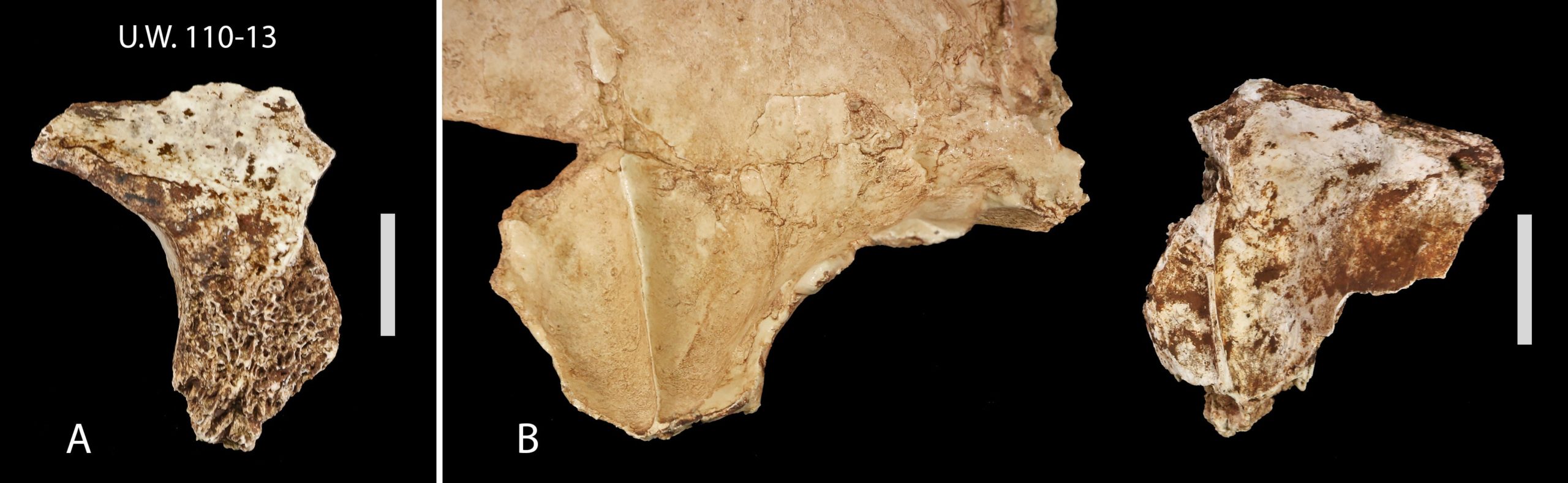 A selection of the recovered skull fragments.  (Image: University of the Witwatersrand, Johannesburg.)