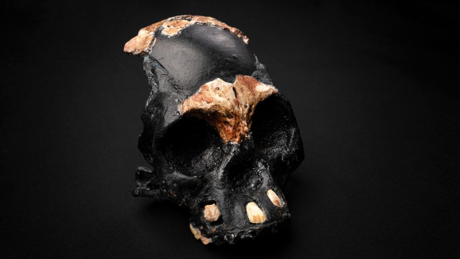 Reconstructed child skull of H. naledi. Dark portions are inferred portions of the skull.  (Image: University of the Witwatersrand, Johannesburg.)