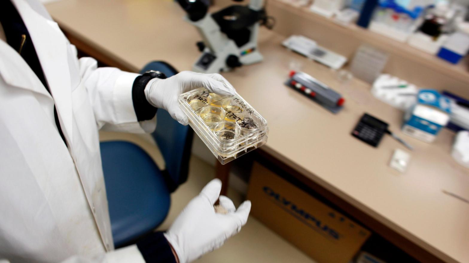 A scientist handling a colony of stem cells at the Wisconsin National Primate Research Centre at University Wisconsin-Madison. (Photo: Darren Hauck, Getty Images)