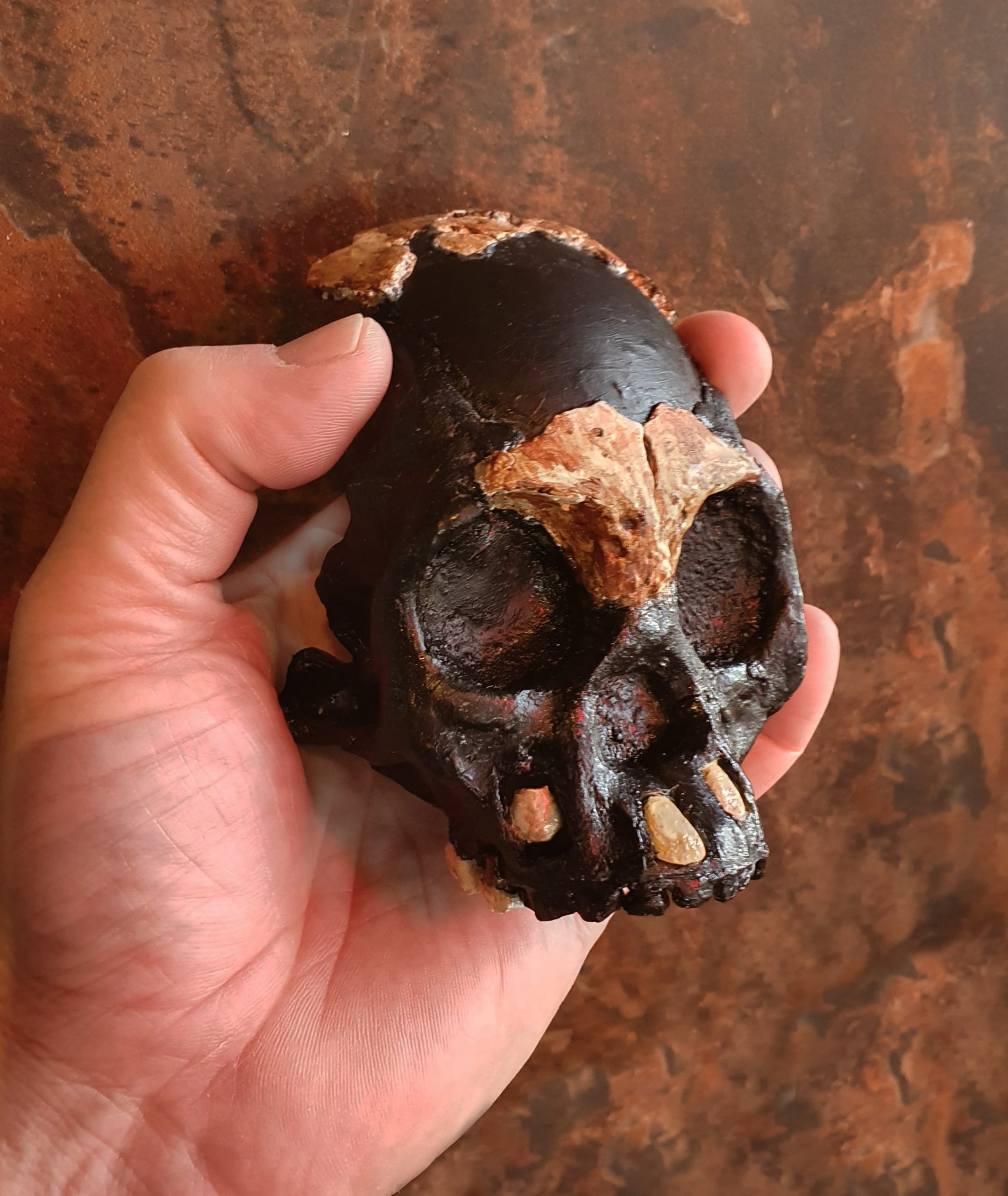 This view of the reconstructed skull, held by a human hand, provides a sense of scale.  (Image: Image: University of the Witwatersrand, Johannesburg.)