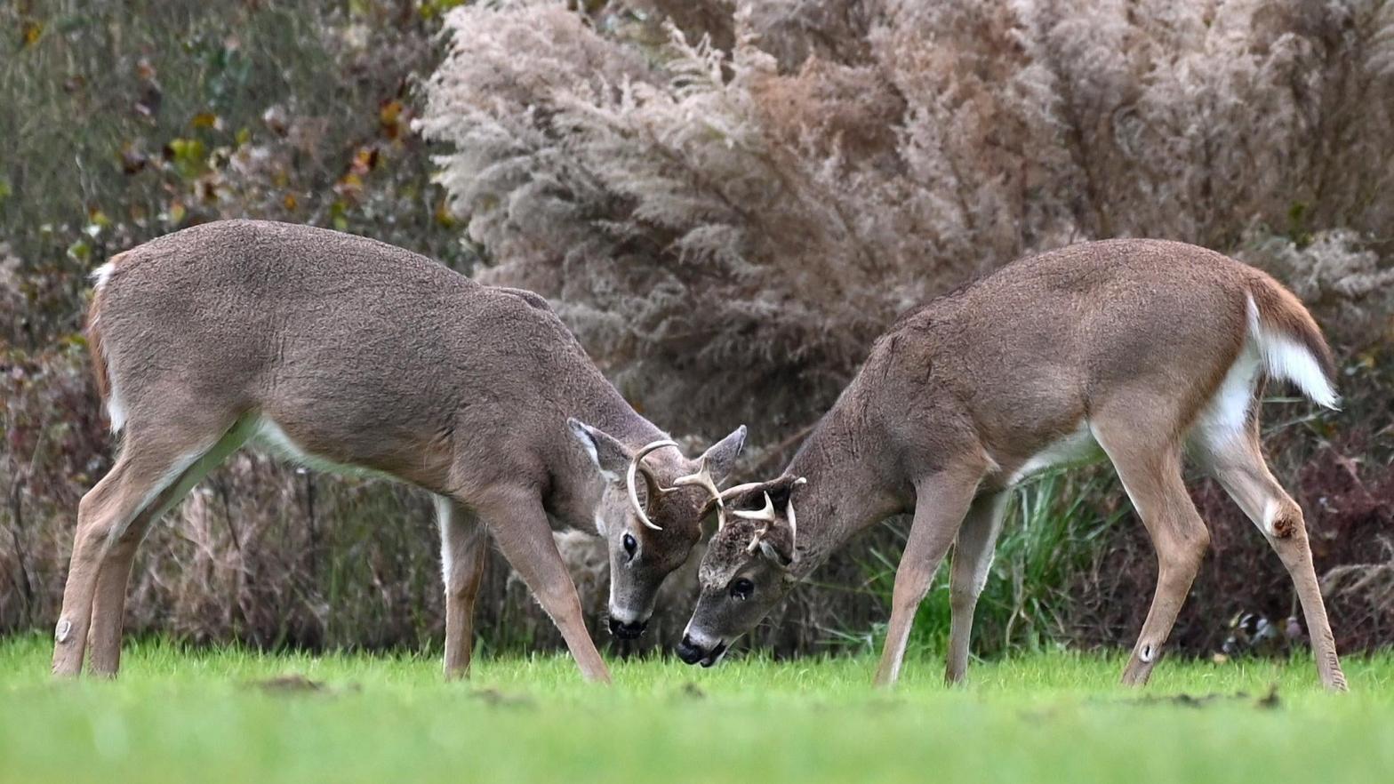White-tailed deer in Delaware (Photo: Eva HAMBACH / AFP, Getty Images)