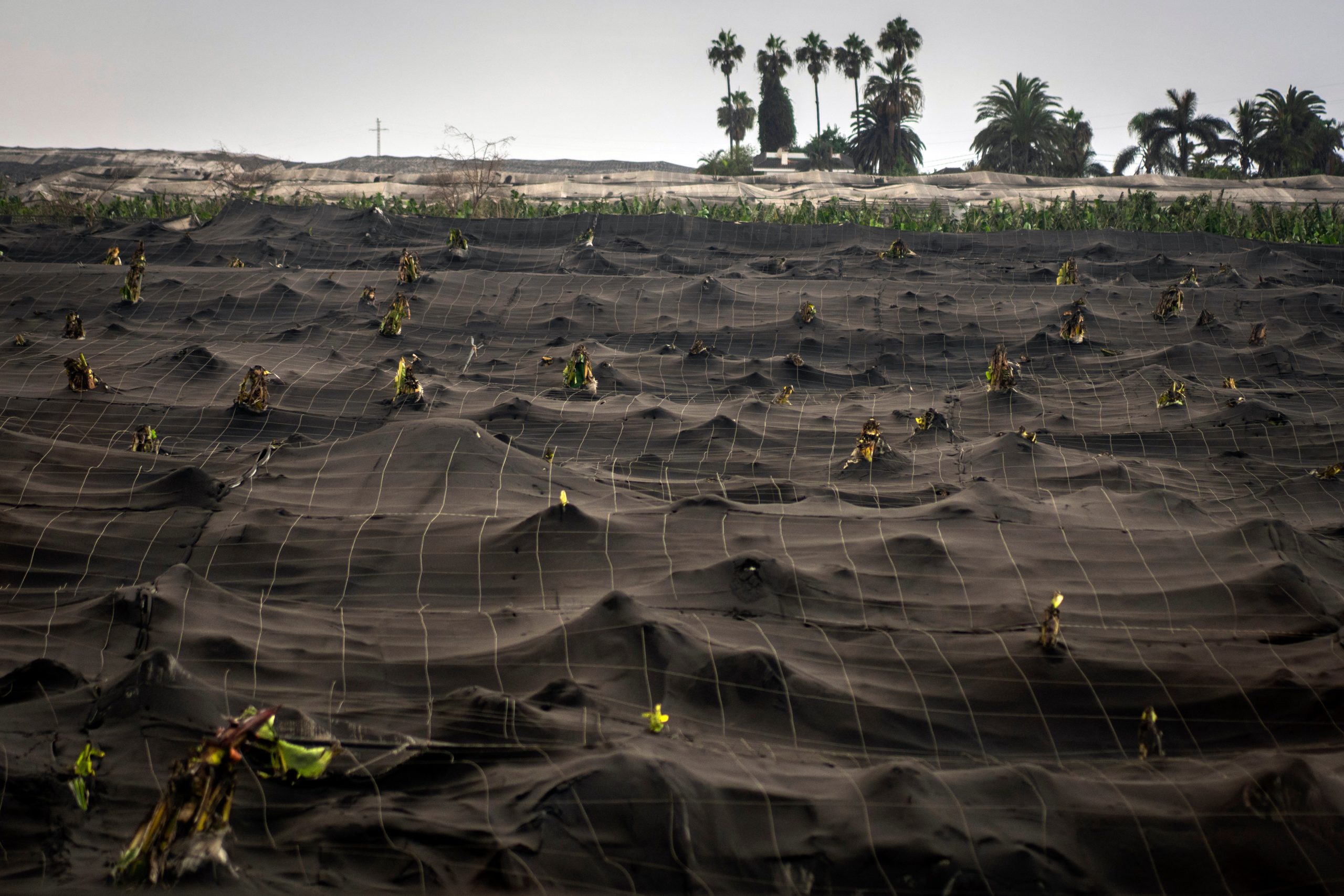 Banana plantations abandoned and covered with ash. (Photo: Emilio Morenatti, AP)