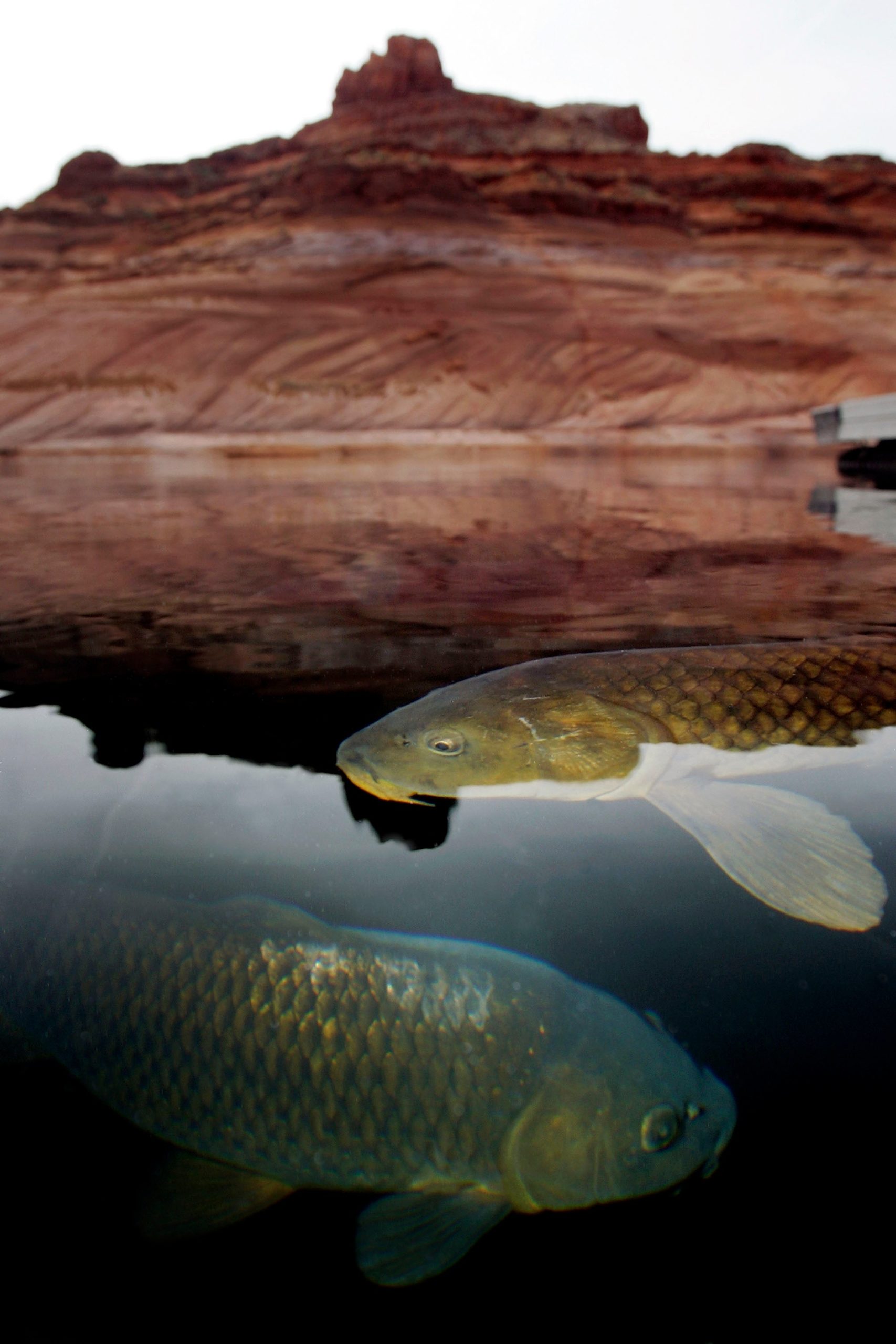 Carp surface at Dangling Rope Marina, reachable only by boat 69 km from Glen Canyon Dam, at Lake Powell on March 26, 2007 near Page, Arizona. (Photo: David McNew, Getty Images)