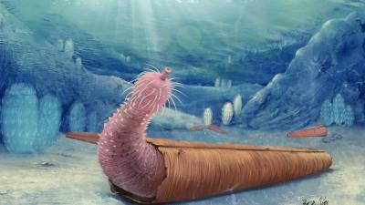 Ancient Penis Worms Commandeered Shells for Self-Defence, Fossils Show