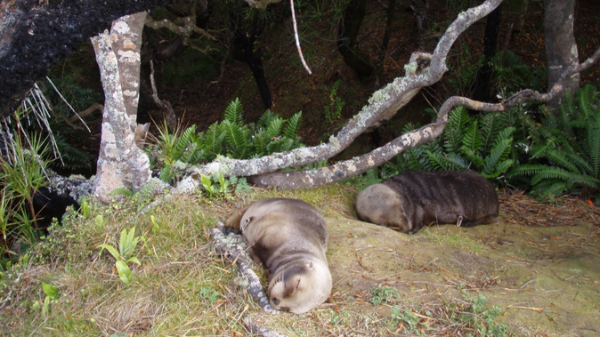 Sea Lions Are Reclaiming Their Territory in New Zealand, Humans Be Damned