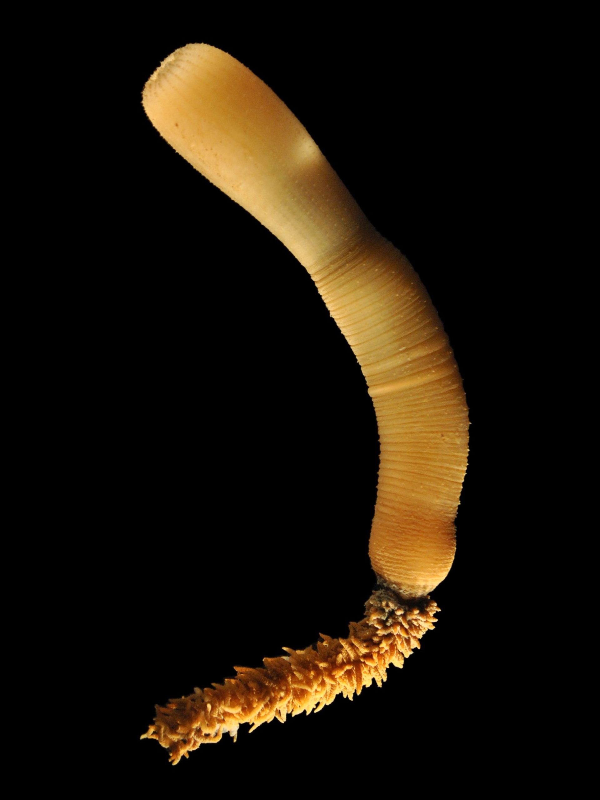 An adult Priapulus caudatus, a modern priapulid species (Photo: Bruno C. Vellutini, Other)