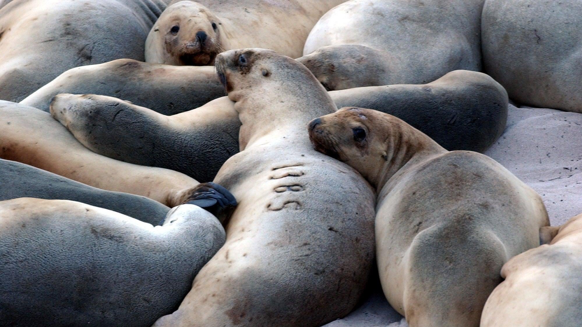 New Zealand sea lions on Enderby Island, south of the New Zealand mainland. (Photo: Ross Land, Getty Images)