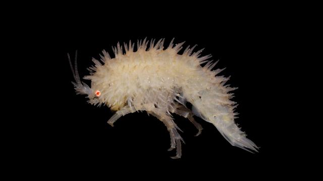 10 Surreal Images of Antarctica’s Tiny ‘Sandhoppers’