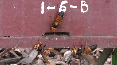 Honey Bees ‘Scream’ Like Mammals When Attacked by Giant Hornets