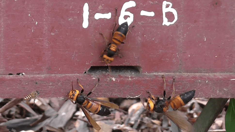 Giant hornets attacking a honey bee hive in Vietnam.  (Photo: Credit Heather Mattila/Wellesley College, Other)