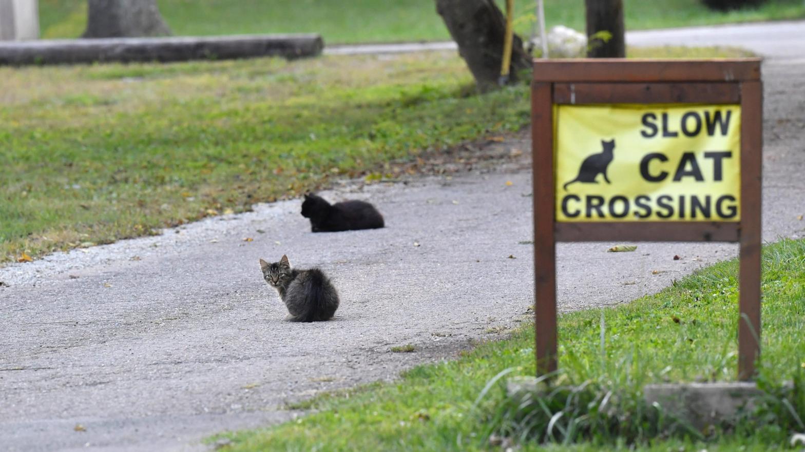 Cats sitting on a side road in Glendale, Kentucky. (Photo: Timothy D. Easley, AP)
