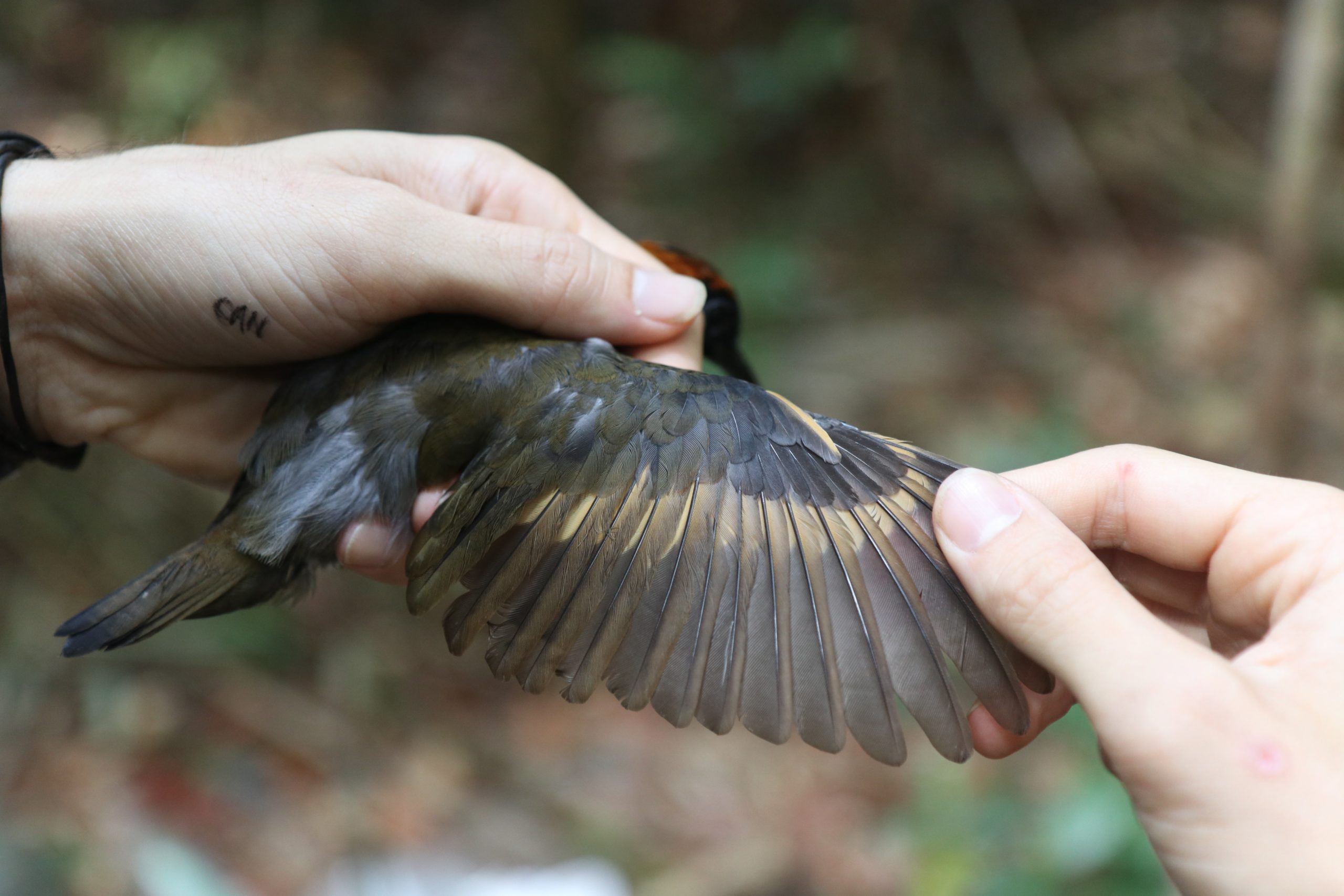 Study co-author Cameron Rutt examines the wing of a Rufous-capped Antthrush (Formicarius colma).  (Photo: Vitek Jirinec)