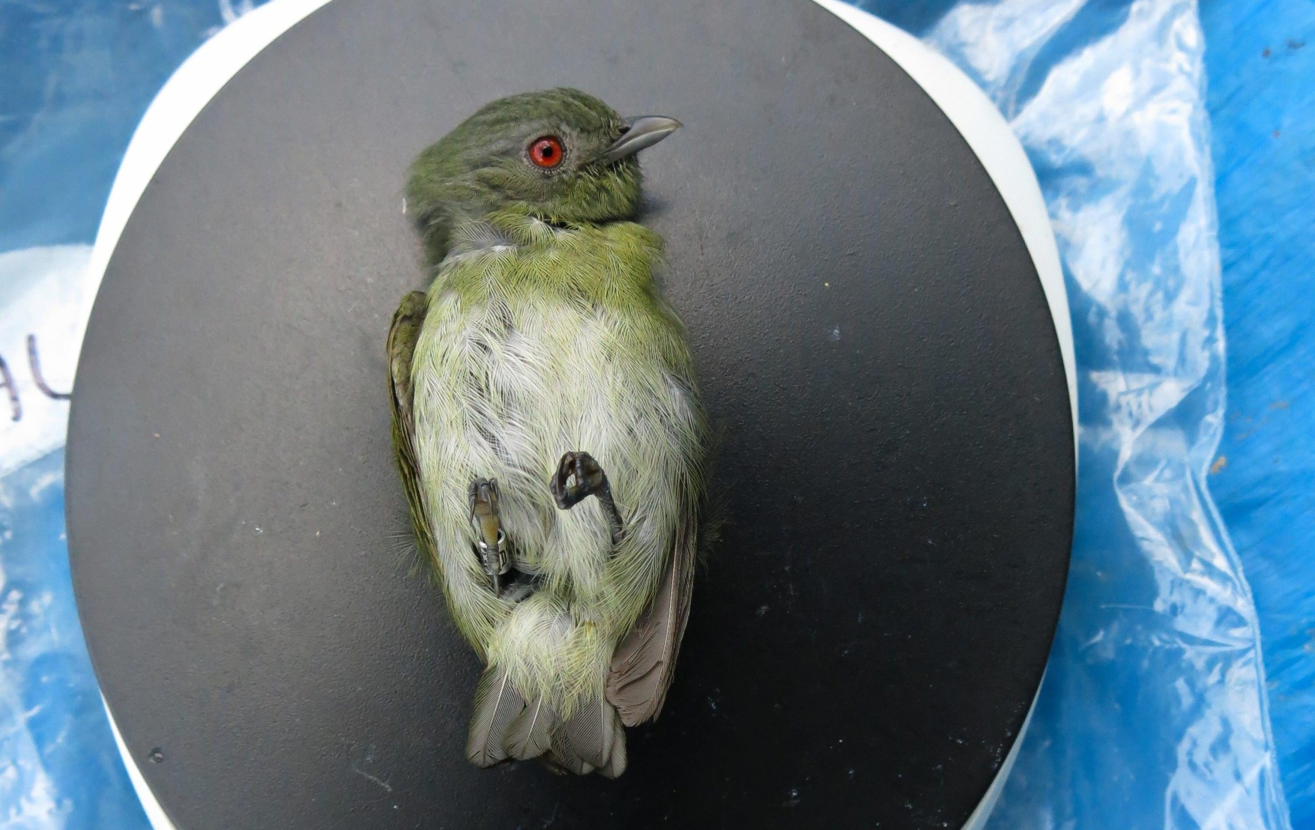A white-crowned Manakin (Pseudopipra pipra) is weighed as part of the team's work. (Photo: Cameron Rutt)