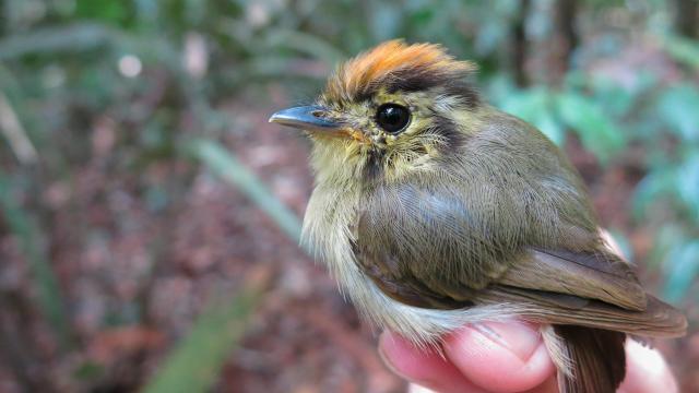 These Amazonian Birds Are Shrinking Because of Climate Change