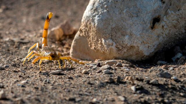Hundreds Stung as Extreme Storms Unleash Scorpion Plague in Egypt