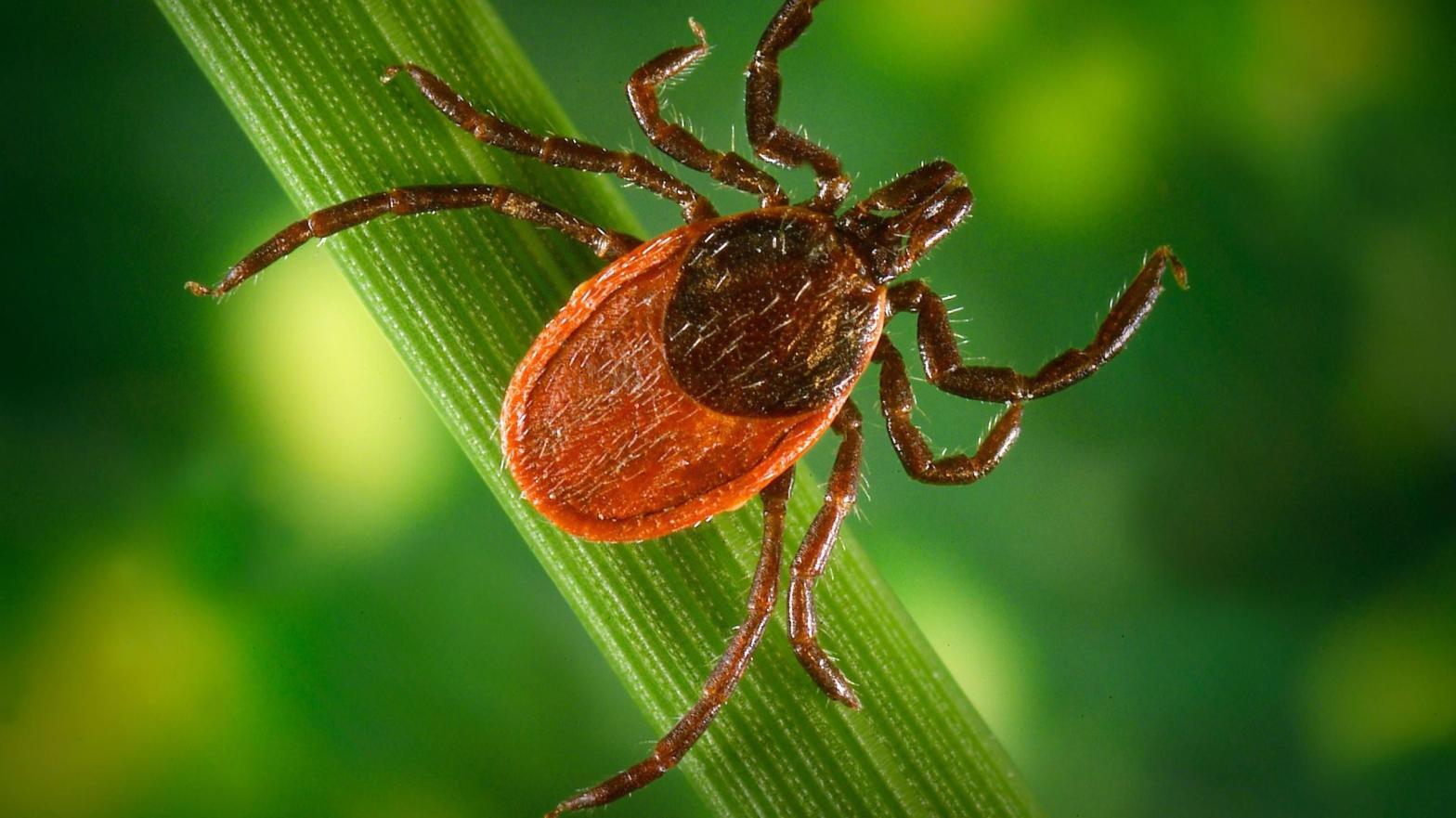A female Ixodes pacificus tick, one of the two primary species that spread Lyme disease in the United States. Lyme is caused by the bacteria Borrelia burgdorferi. (Photo: James Gathany; William L. Nicholson/CDC)