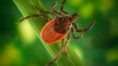 Experimental Anti-Tick Vaccine Aims to Stop Bites That Could Spread Lyme