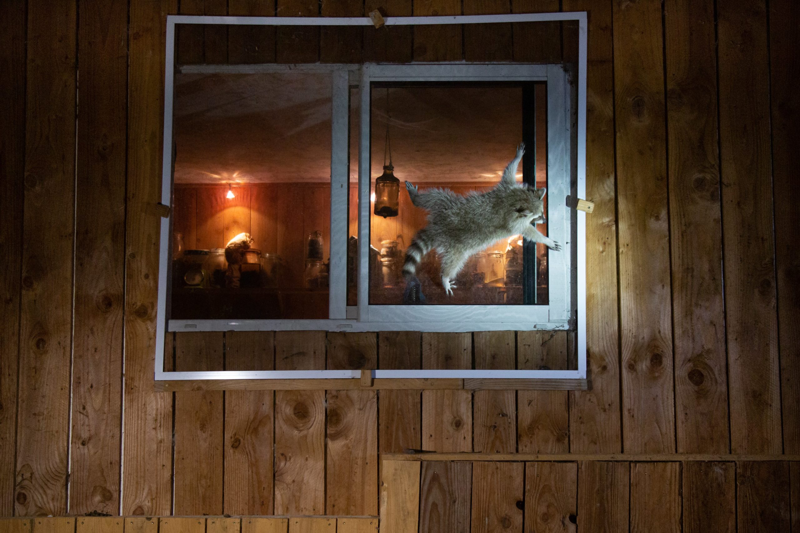 A raccoon holds tight to a window screen. (Photo: © Nicolas de Vaulx / Comedy Wildlife Photo Awards 2021)