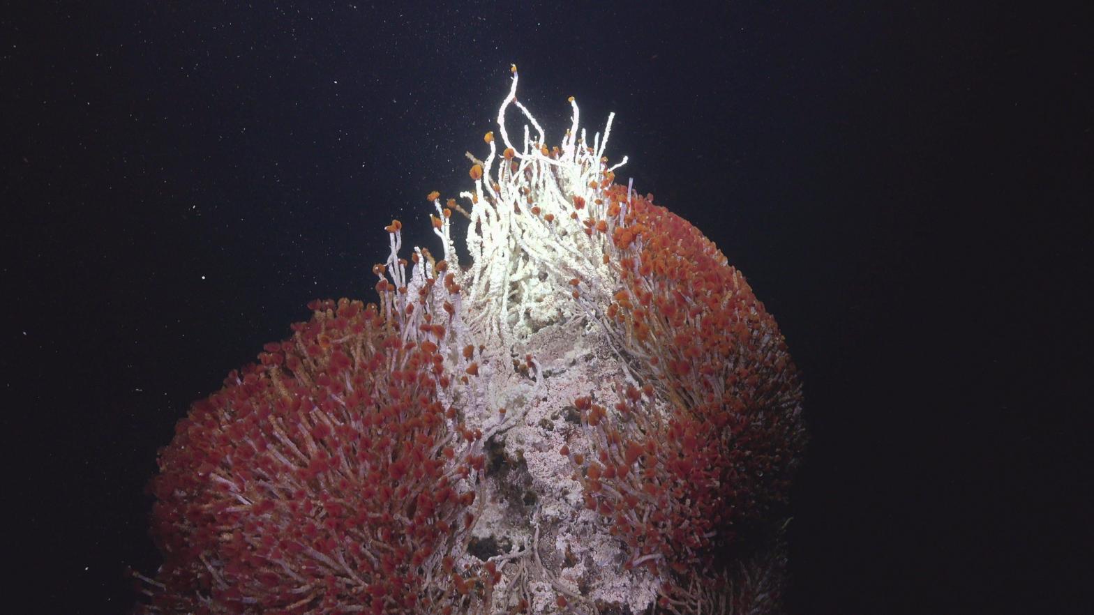 A hydrothermal vent displaying an abundance of red tube worms and white microbial mats.  (Photo: Schmidt Ocean Institute)
