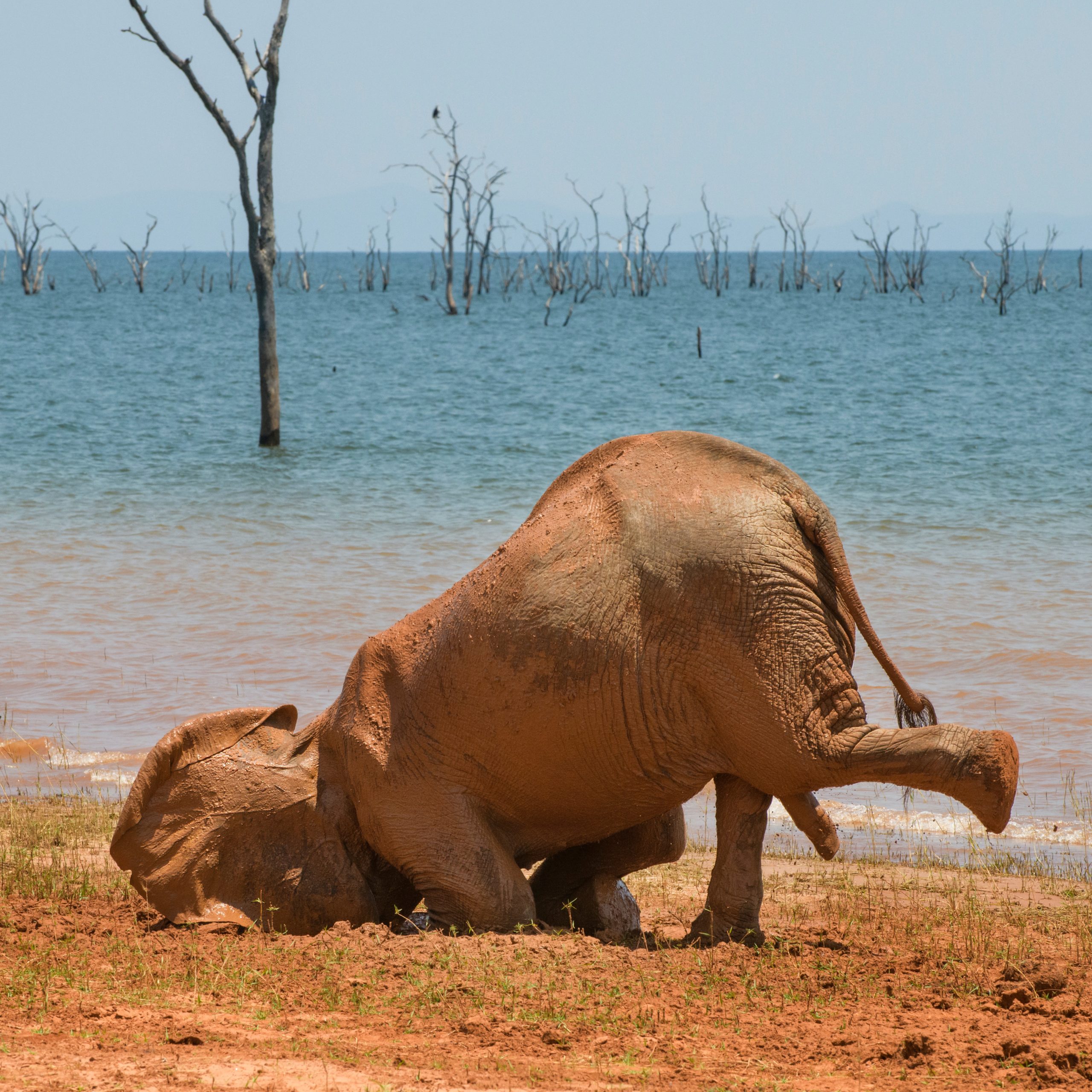 Ah, to be an elephant desperate to be covered in mud. (Photo: © Vicki Jauron / Comedy Wildlife Photo Awards 2021)
