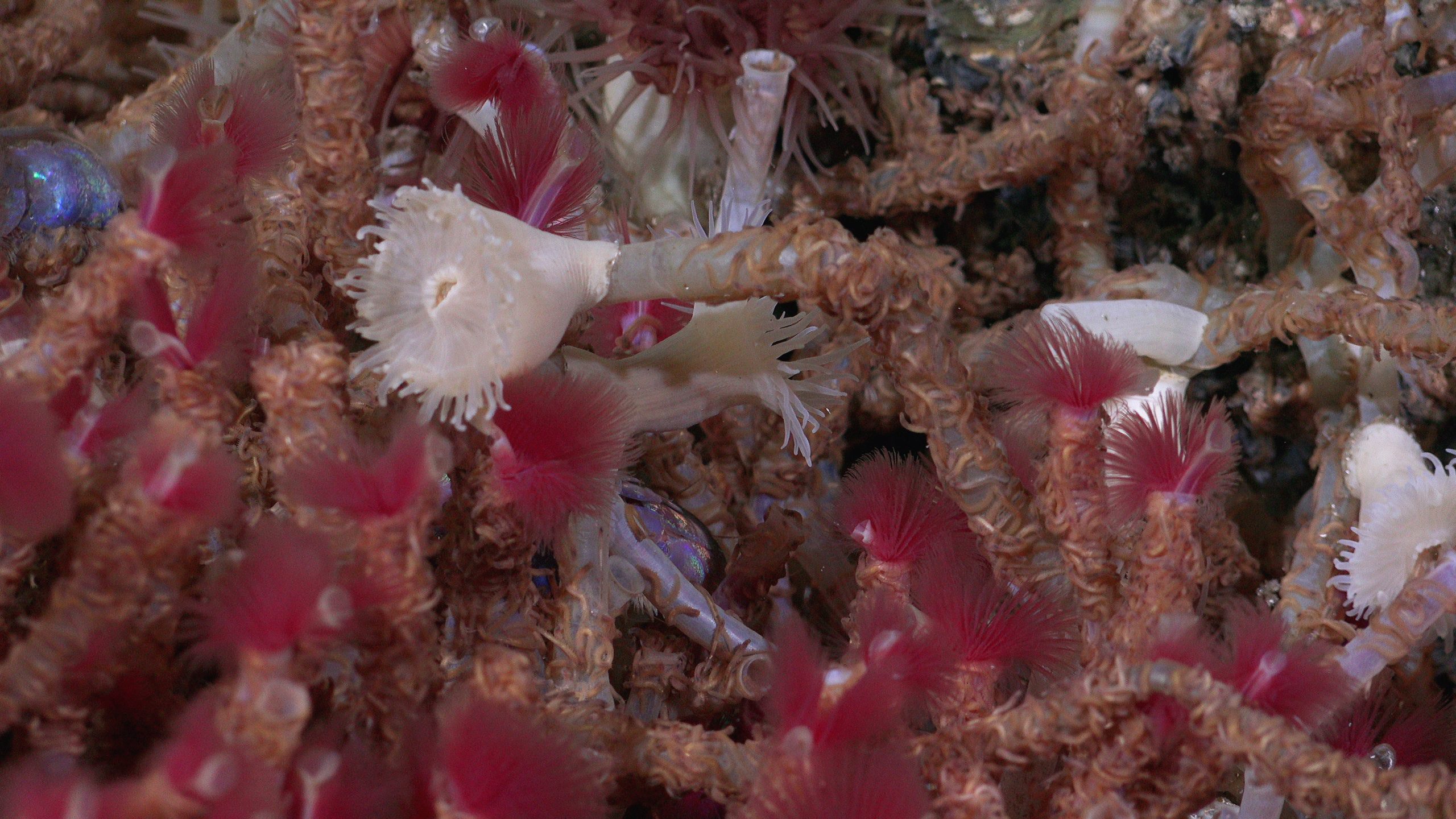 A close-up of tubeworms living on the vent. (Photo: Schmidt Ocean Institute)