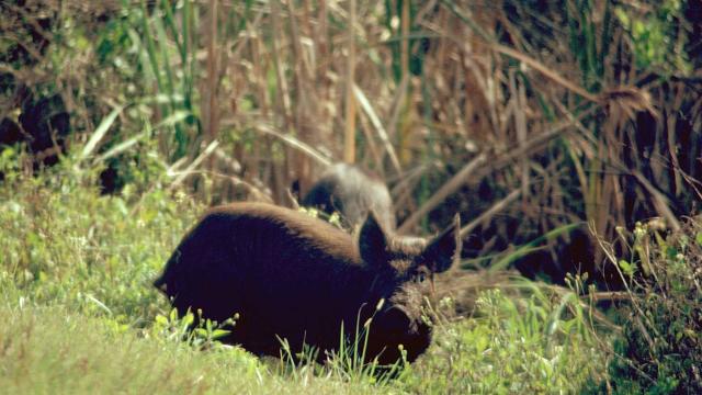 Feral Hogs Are Causing Irreversible Harm to Salt Marshes