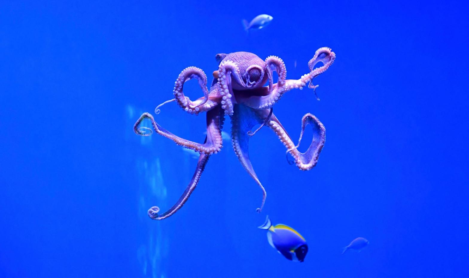 A sentient octopus.  (Photo: Frederic J. Brown /AFP, Getty Images)
