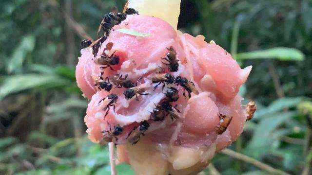Flesh-Eating Bees Renounced Pollen for Rotting Meat