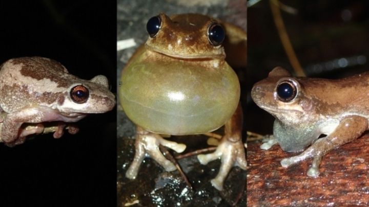 new frogs Australia
