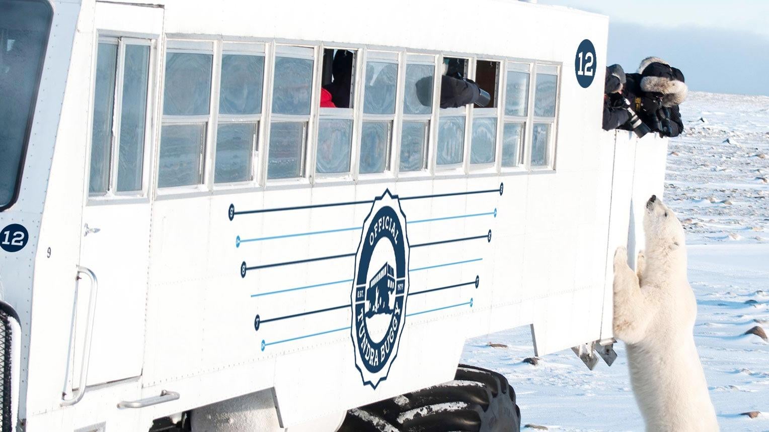 A polar looks up at passengers on a tundra buggy. (Photo: ©Alex Cupeiro/Frontiers North Adventures)