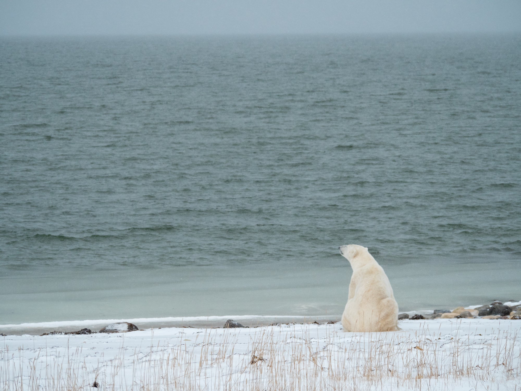 A polar bear looking out at open water. (Photo: KT Miller/Polar Bears International)
