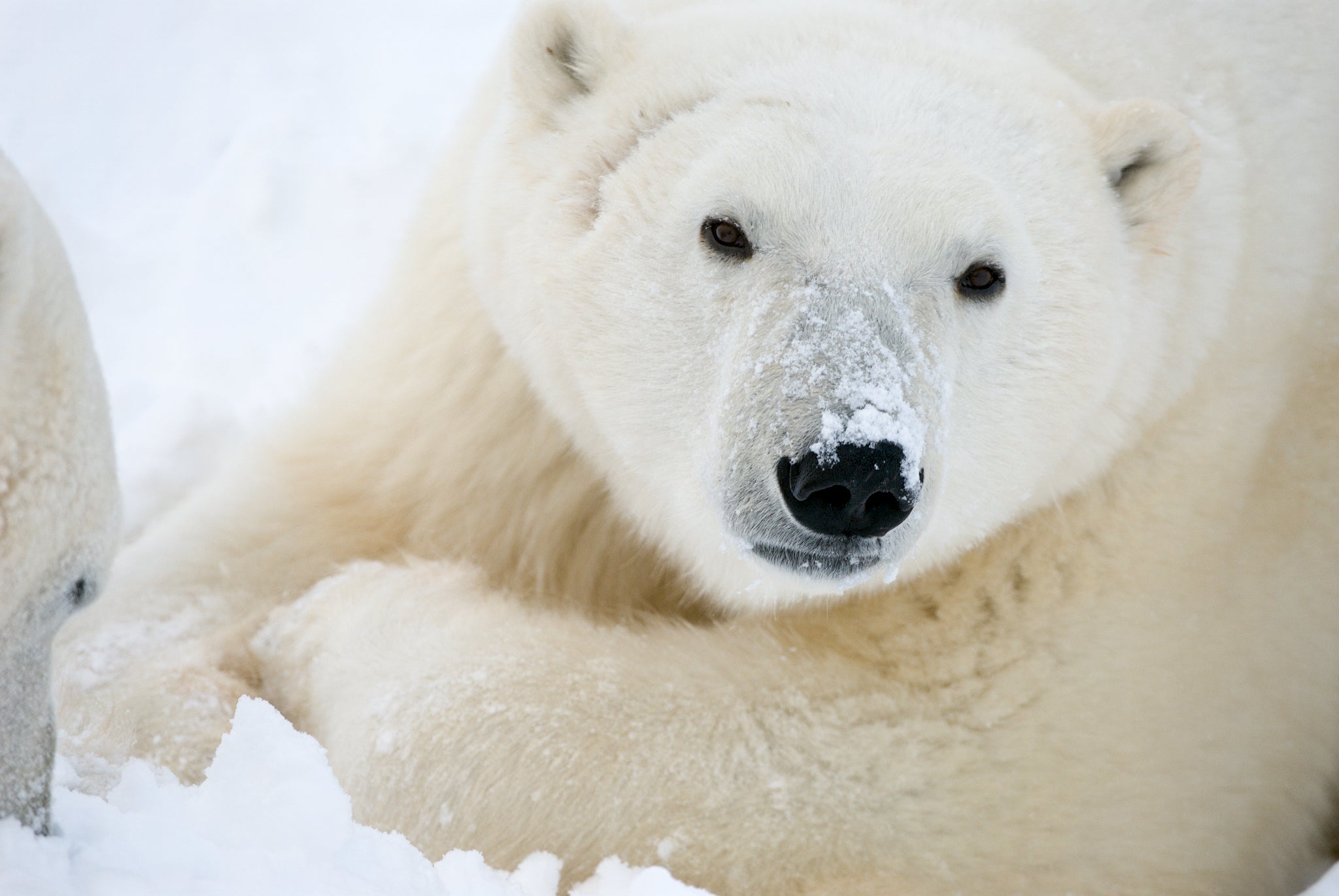 A polar bear with snow on its nose. (Photo: BJ Kirschhoffer/Polar Bears International)