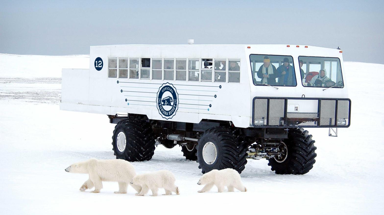 Polar bears in front of a tundra buggy. (Photo: ©Robert Taylor/Frontiers North Adventures)