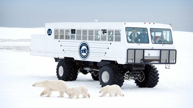 You Can Now Visit Polar Bears in an Electric Tundra Buggy