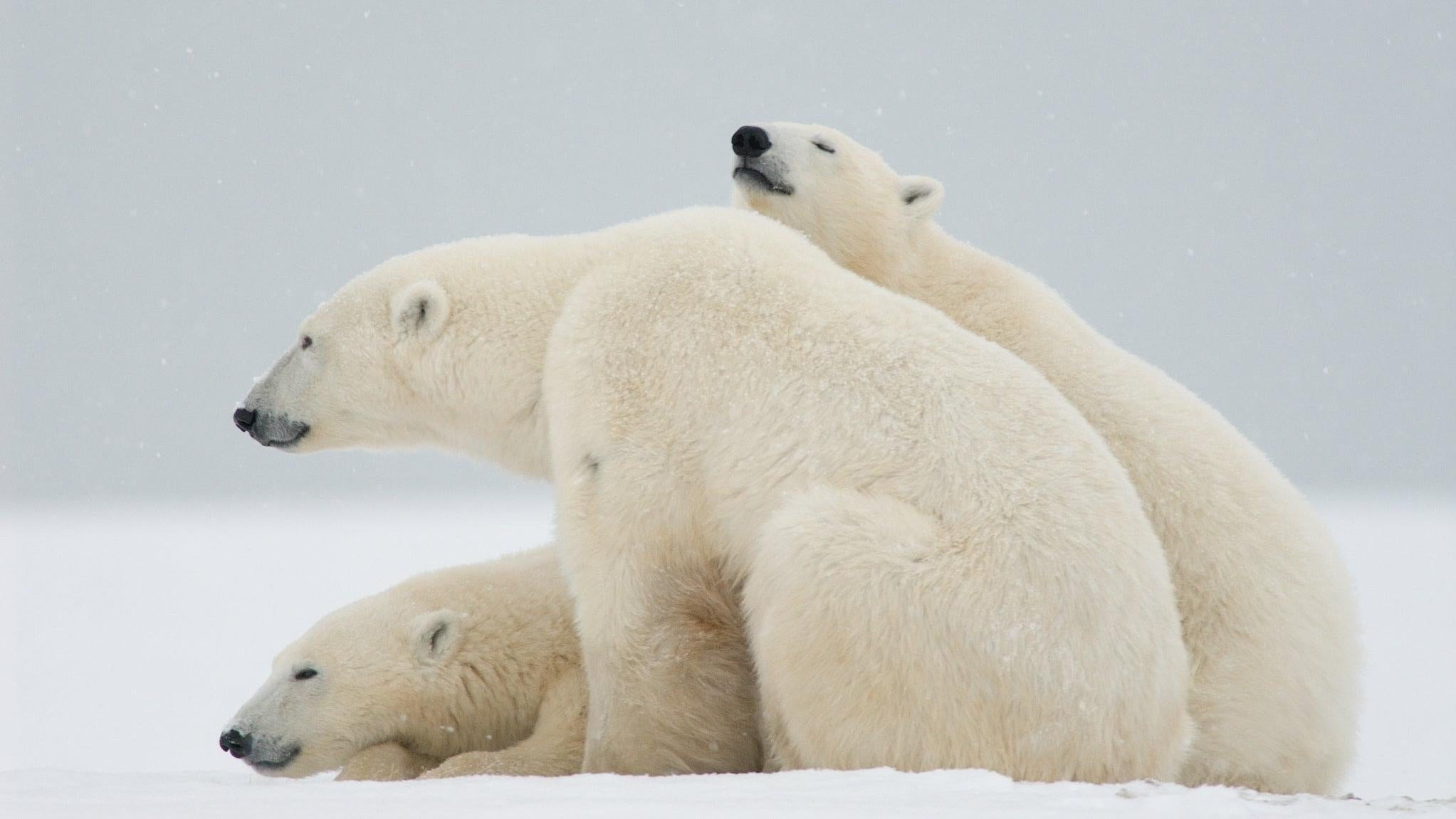 Polar bears sitting on the tundra. (Photo: BJ Kirschhoffer/Polar Bears International)