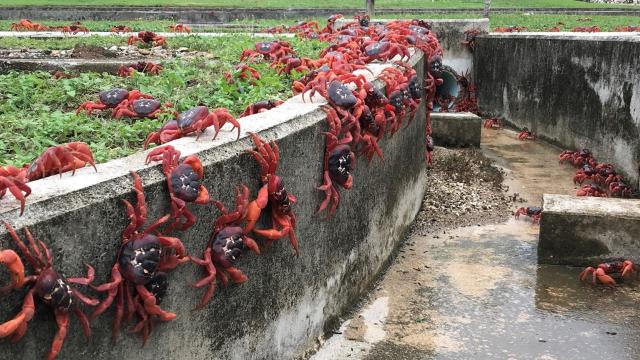 Millions of Red Crabs Have Overrun a Tiny Island on Their Annual Migration
