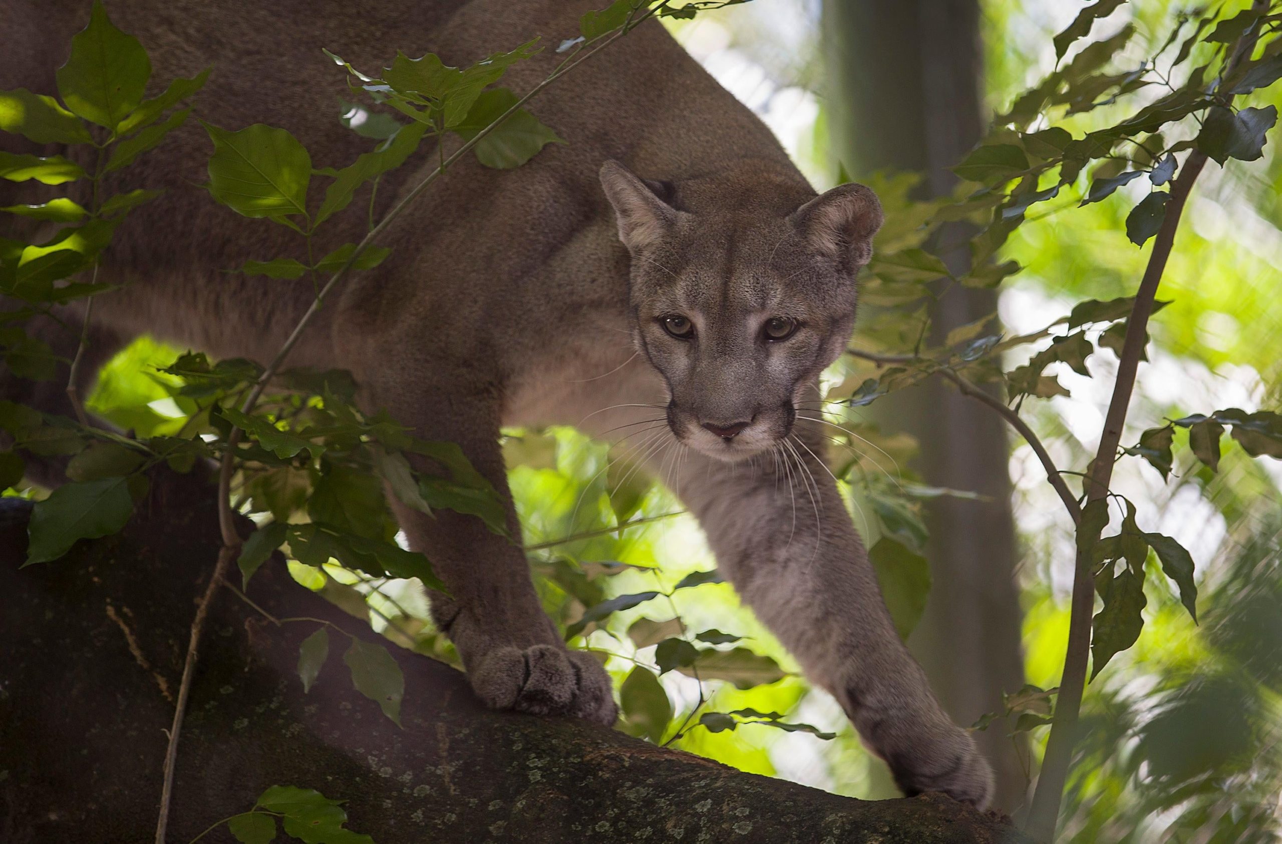 An endangered Florida panther in 2019 at the Palm Beach Zoo. (Photo: Joe Raedle, Getty Images)
