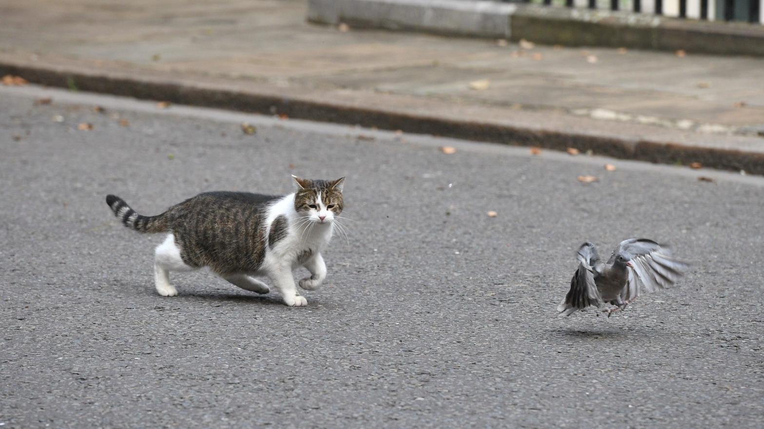 Larry, 10 Downing Street's cat, chasing a pigeon.  (Photo: Leon Neal, Getty Images)