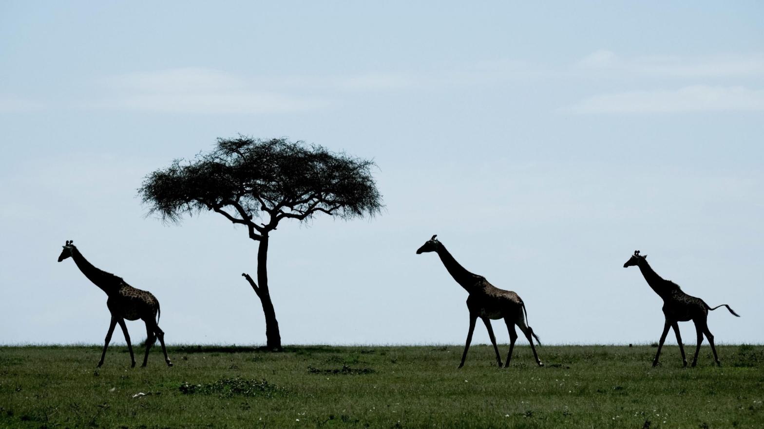 Giraffes walk in the Mara Triangle, the northwestern part of Masai Mara National Reserve managed by nonprofit organisation Mara Conservancy, in southern Kenya. (Photo: Yasuyoshi Chiba/AFP, Getty Images)
