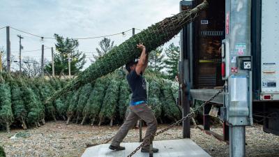 This Summer’s Pacific Northwest Heat Wave Roasted the Christmas Tree Crop