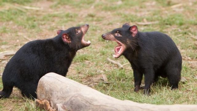 Flavour Saver: You Can Tell What a Tasmanian Devil Has Eaten from Their Whiskers