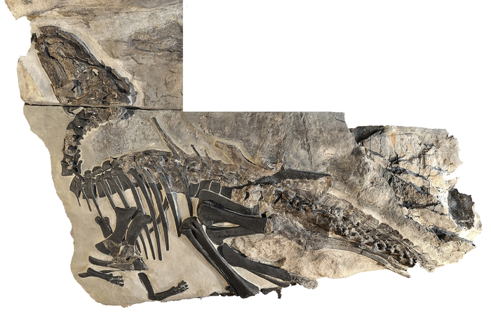 Paleontologists Hit a Dinosaur Jackpot in Italy