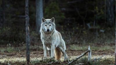 The Norwegian-Swedish Wolf Is Extinct