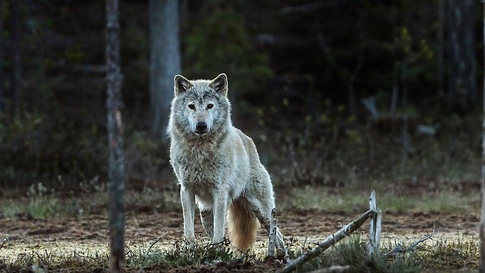 Genetic analysis shows that wolves (pictured) now living along the border of Norway and Sweden are not native to the region having descended from Finnish wolves. (Photo: Per-Harald Olsen, NTNU)