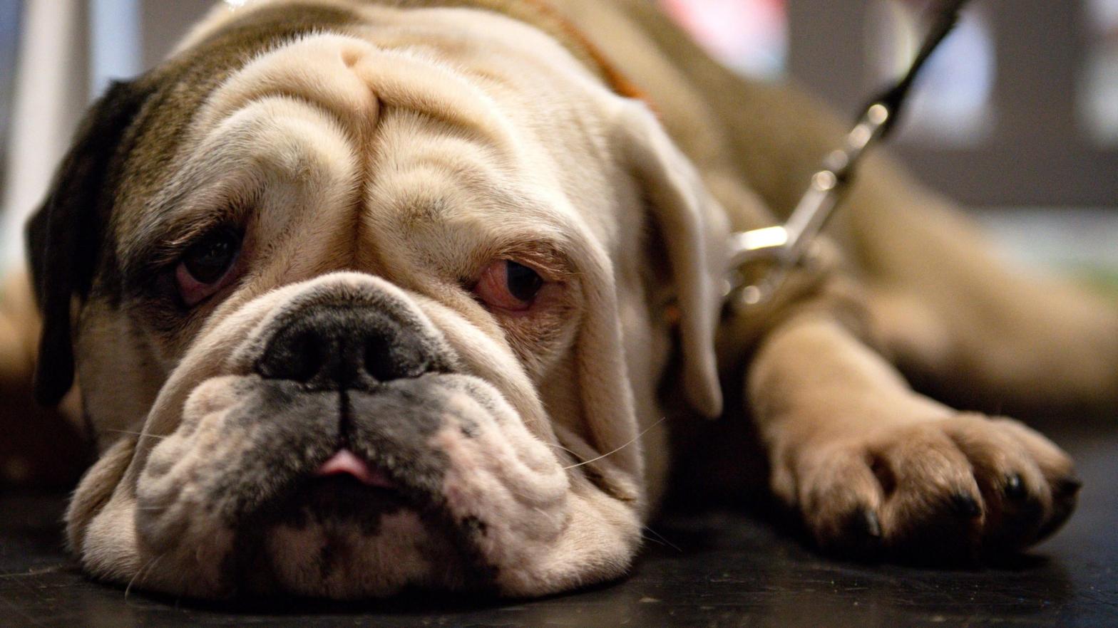 English bulldogs are especially prone to breathing and other health problems due to their unique body and facial shape created through breeding.  (Photo: Jacob King/PA Wire, AP)