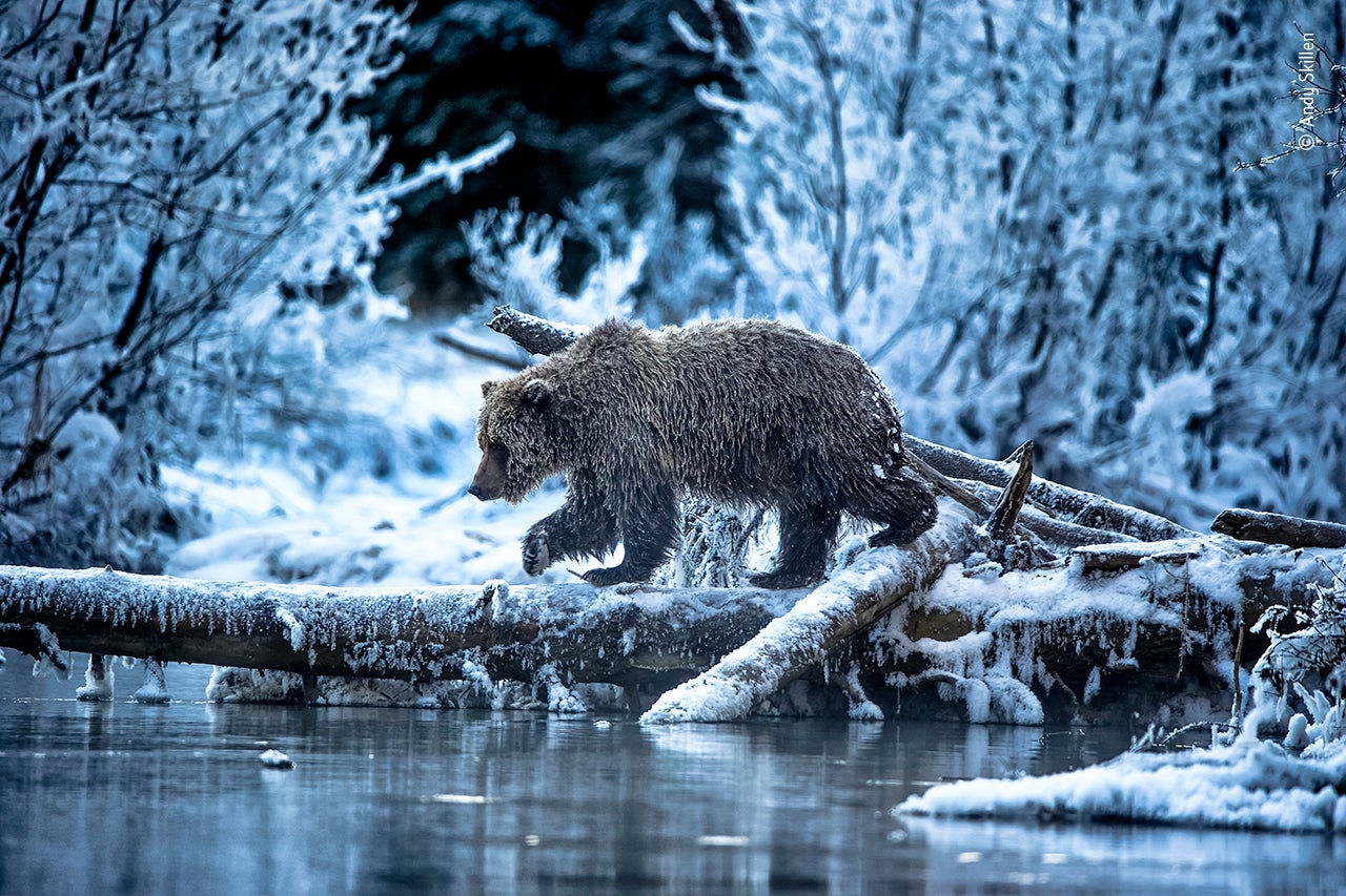 Photo: Andy Skillen/Wildlife Photographer of the Year